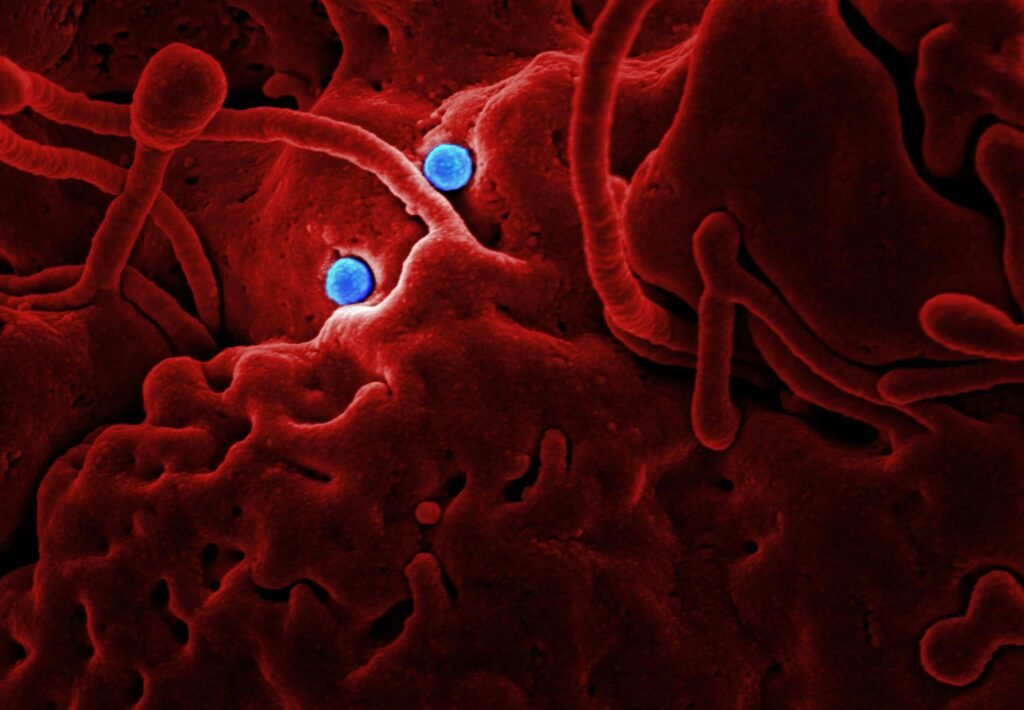 A microscopic image of red blood cells